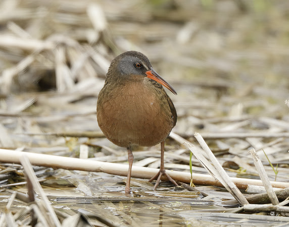 Virginia Rail Rallus limicola
