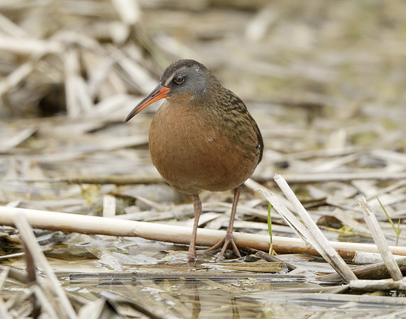 Virginia Rail Rallus limicola