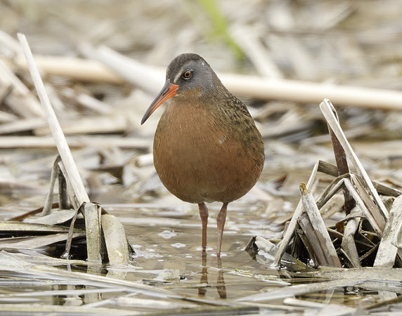 Virginia Rail Rallus limicola