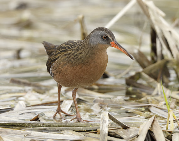 Virginia Rail Rallus limicola