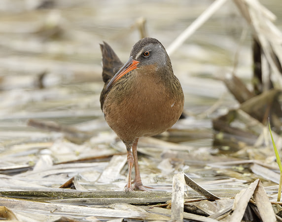 Virginia Rail Rallus limicola