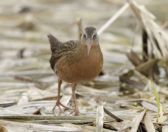 Virginia Rail Rallus limicola