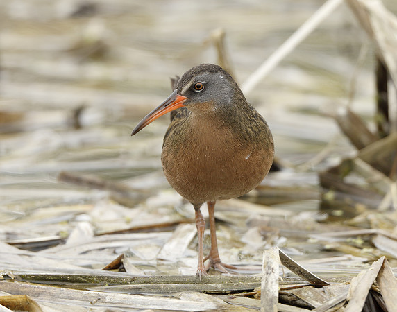 Virginia Rail Rallus limicola
