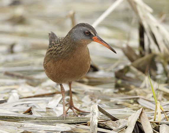 Virginia Rail Rallus limicola