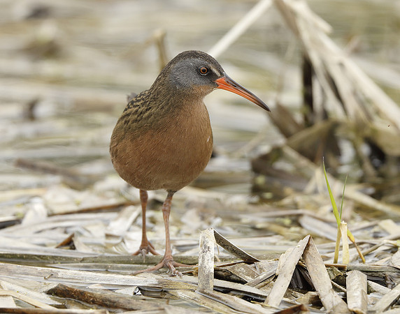 Virginia Rail Rallus limicola