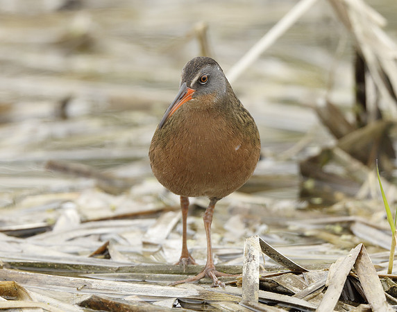 Virginia Rail Rallus limicola