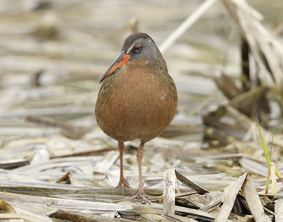Virginia Rail Rallus limicola