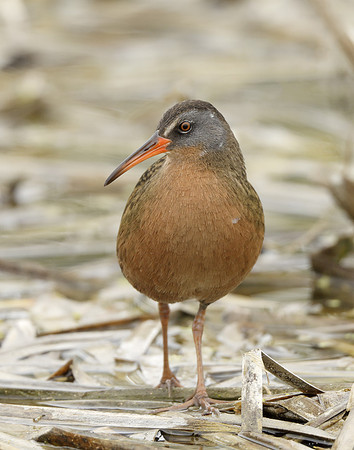 Virginia Rail Rallus limicola