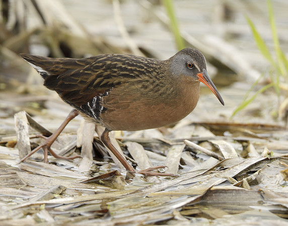 Virginia Rail Rallus limicola
