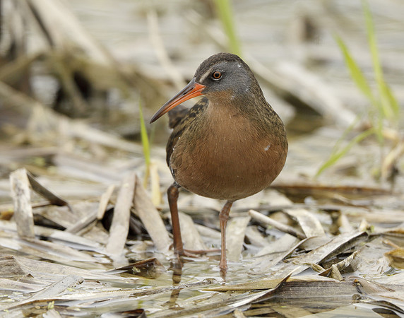 Virginia Rail Rallus limicola