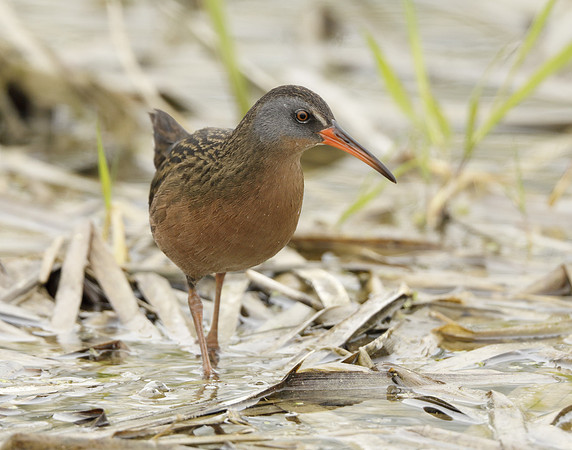 Virginia Rail Rallus limicola