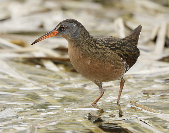 Virginia Rail Rallus limicola