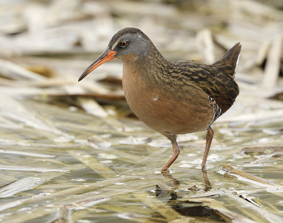 Virginia Rail Rallus limicola