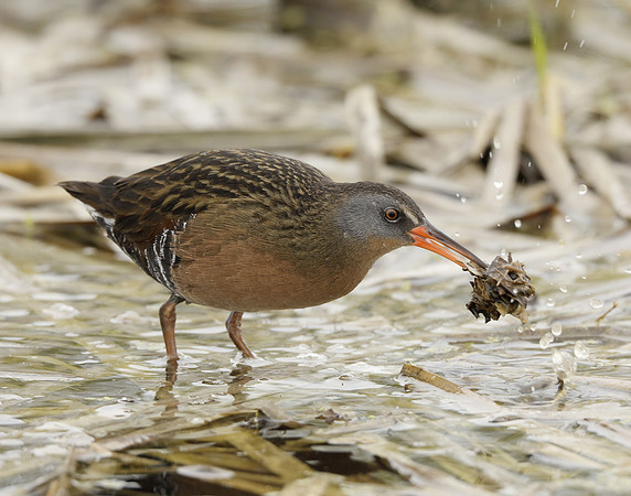 Virginia Rail Rallus limicola
