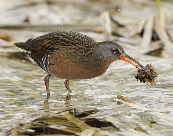 Virginia Rail Rallus limicola
