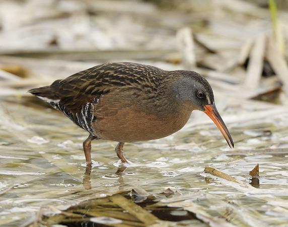 Virginia Rail Rallus limicola