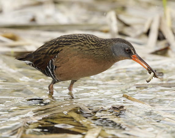 Virginia Rail Rallus limicola