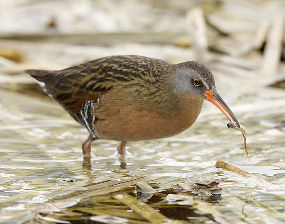 Virginia Rail Rallus limicola