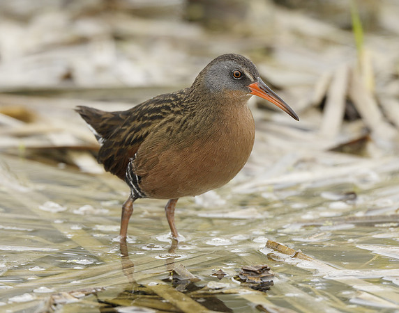Virginia Rail Rallus limicola