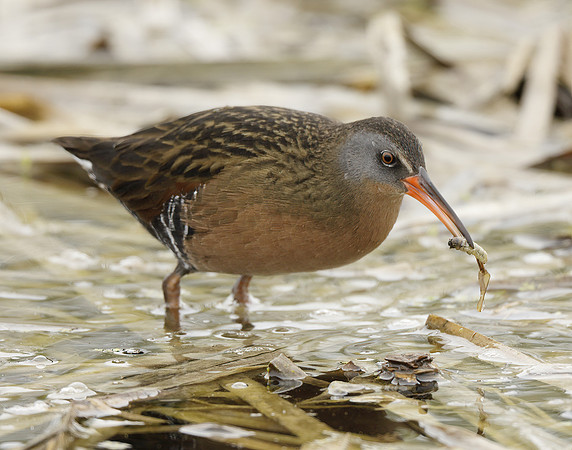 Virginia Rail Rallus limicola