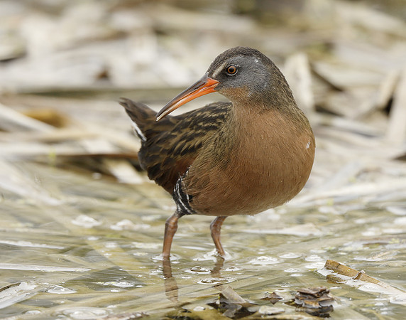 Virginia Rail Rallus limicola