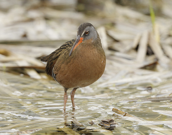Virginia Rail Rallus limicola