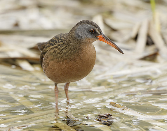 Virginia Rail Rallus limicola