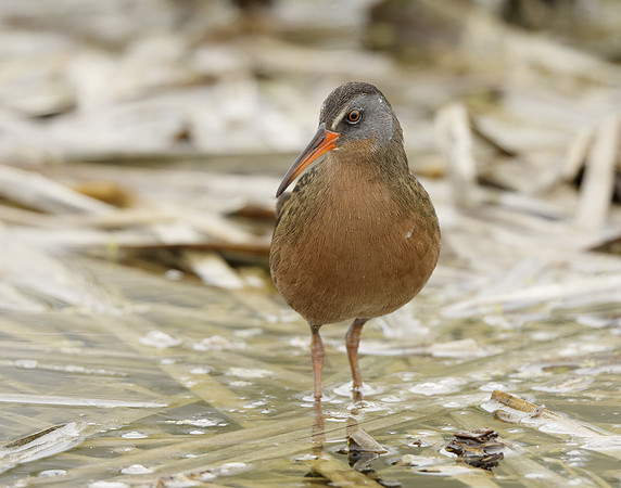 Virginia Rail Rallus limicola