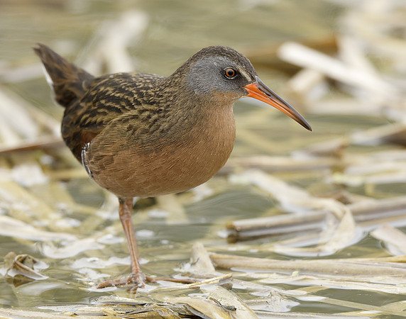Virginia Rail Rallus limicola