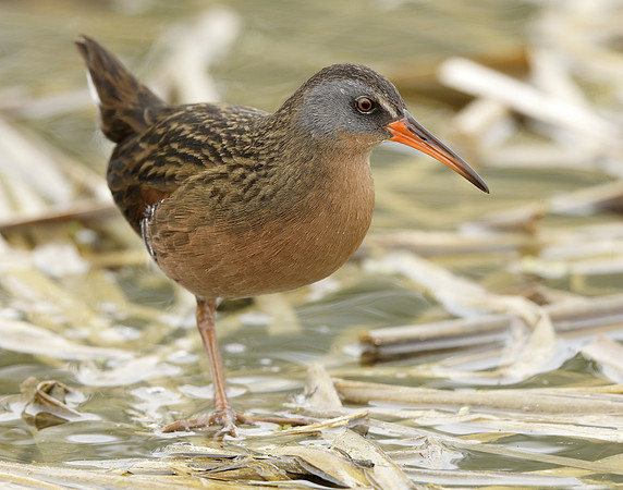 Virginia Rail Rallus limicola