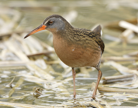 Virginia Rail Rallus limicola