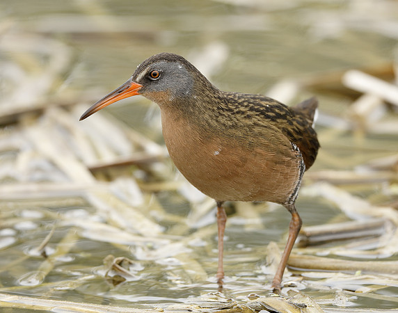 Virginia Rail Rallus limicola