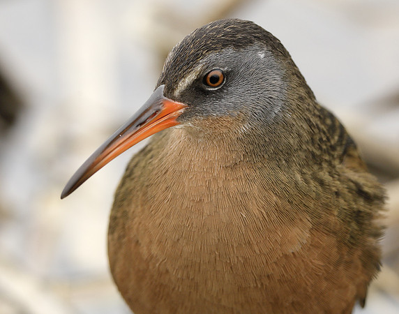 Virginia Rail Rallus limicola