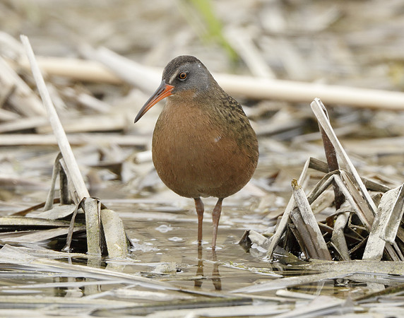 Virginia Rail Rallus limicola