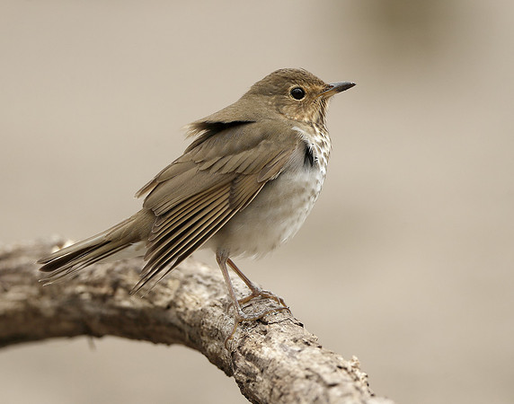 Swainson's Thrush Catharus ustulatus