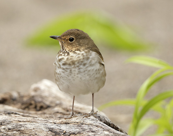 Swainson's Thrush Catharus ustulatus