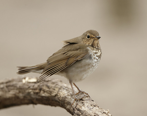 Swainson's Thrush Catharus ustulatus