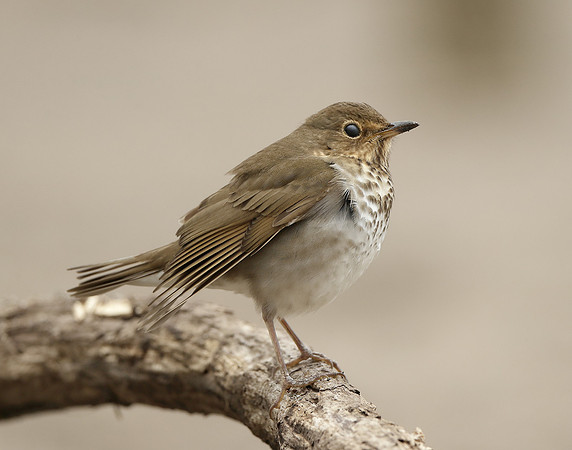Swainson's Thrush Catharus ustulatus