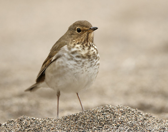 Swainson's Thrush Catharus ustulatus