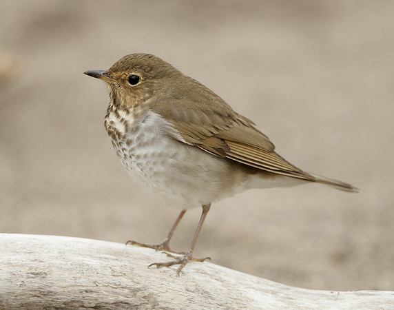 Swainson's Thrush Catharus ustulatus