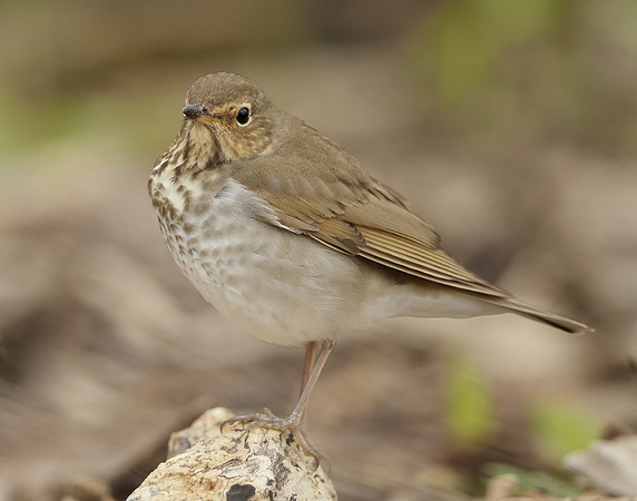 Swainson's Thrush Catharus ustulatus