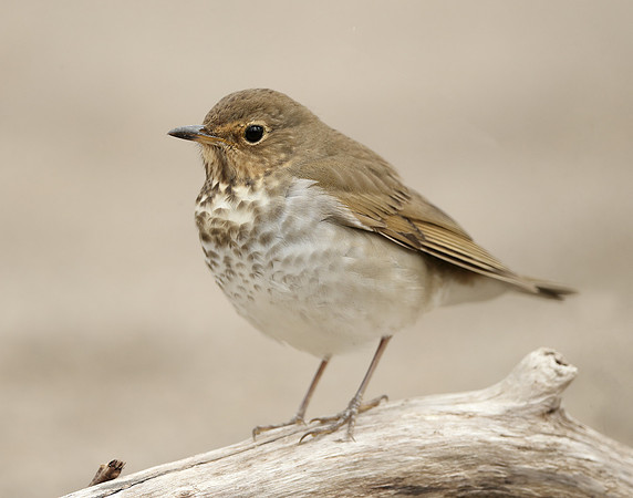 Swainson's Thrush Catharus ustulatus
