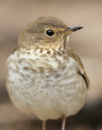 Swainson's Thrush Catharus ustulatus