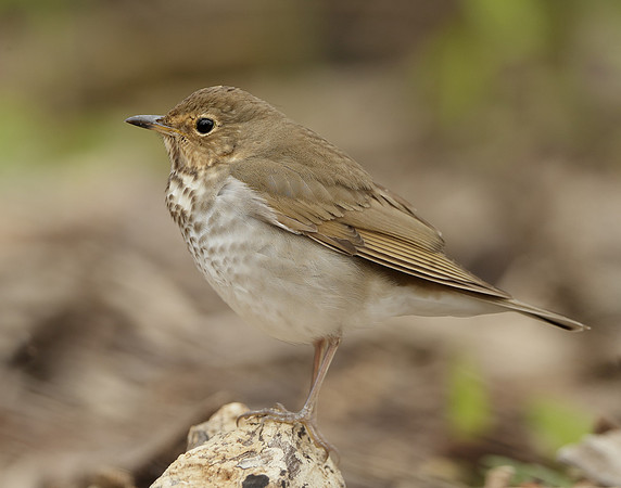Swainson's Thrush Catharus ustulatus