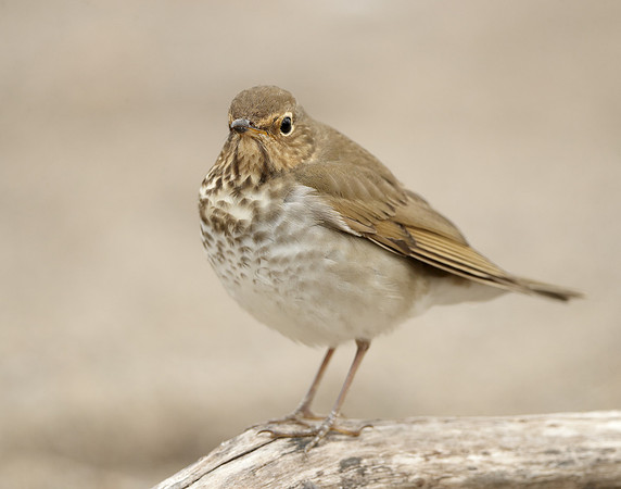 Swainson's Thrush Catharus ustulatus