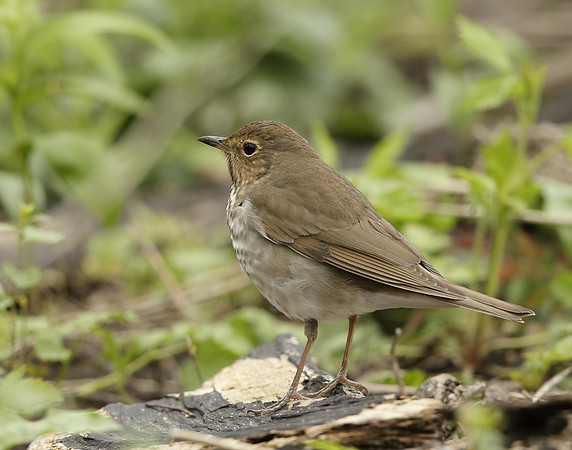 Swainson's Thrush Catharus ustulatus