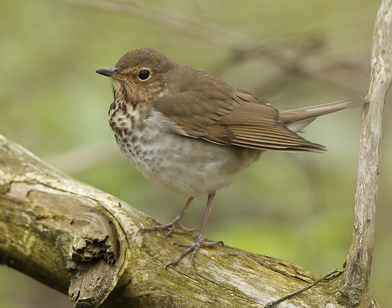 Swainson's Thrush Catharus ustulatus