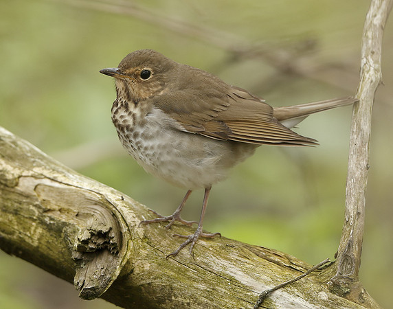 Swainson's Thrush Catharus ustulatus