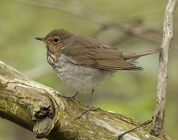 Swainson's Thrush Catharus ustulatus