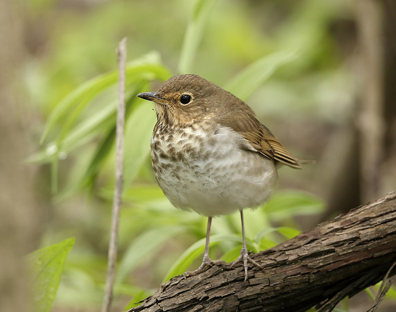 Swainson's Thrush Catharus ustulatus